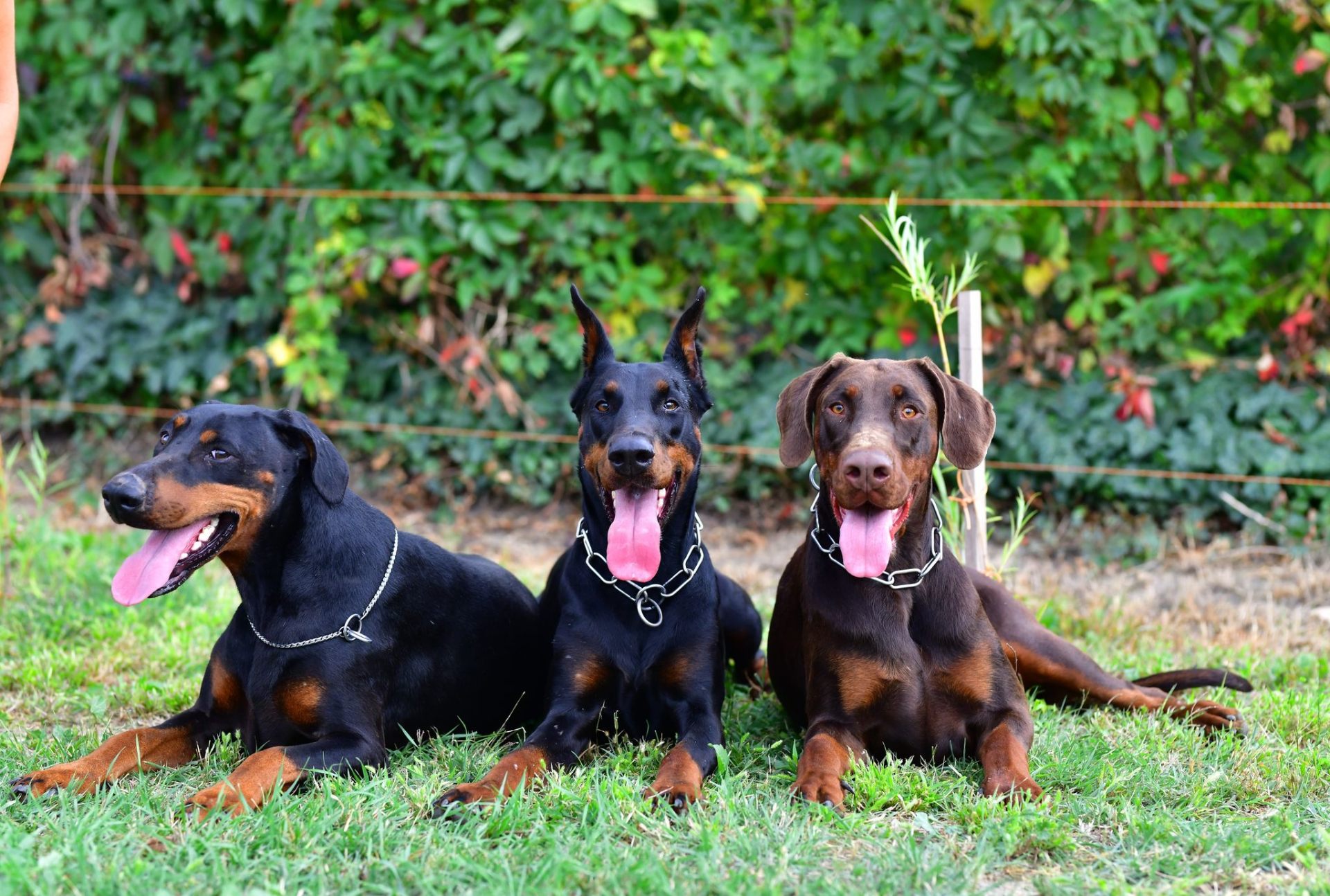 Dobermann